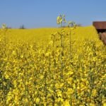 canola-oil
