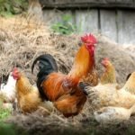 chicken-with
