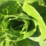 spinach-e-coli-recall-the-blame-game